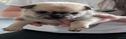 Mixed Breed dogs for sale: Frug cross pomeranian puppies  in Nottingham - Advert 9