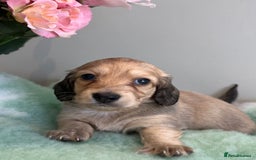 Miniature Dachshund dogs for sale: Miniature long hair dachshund  - Image 13