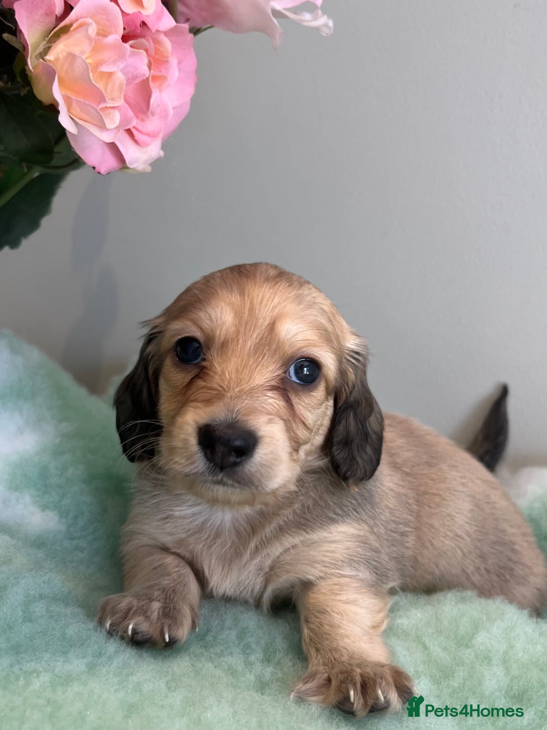 Miniature Dachshund dogs for sale: Miniature long hair dachshund  - Image 13