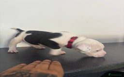 Mixed Breed dogs for sale: American bull staffy - Image 4