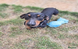 Miniature Dachshund dogs for sale: Miniature dachshund puppies - Image 8