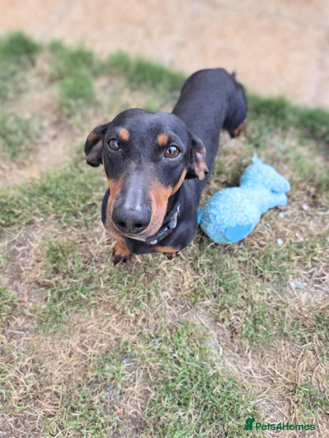 Miniature Dachshund dogs for sale: Miniature dachshund puppies - Image 8
