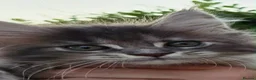 Maine Coon cats for sale: Russian line XXL Maine Coon, Last of reserv litter in Princes Risborough - Advert 15
