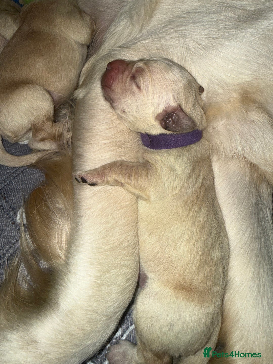 Goldador dogs for sale: 8 beautiful golden retriever x red lab puppies  - Advert 40
