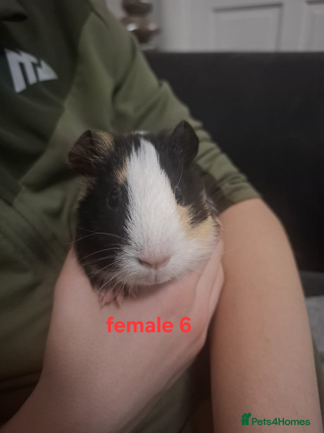 Guinea Pig rodents for sale: Mixed sex guinea pigs - Advert 8