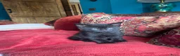 Pixie Bob cats for sale: Pixie Bob kittens - Polydactyl and non polydactyl - Advert 12