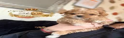 Toy Poodle dogs for stud: 👑 One-in-a-Million red Asian Toy Poodle Stud 👑 - Advert 8