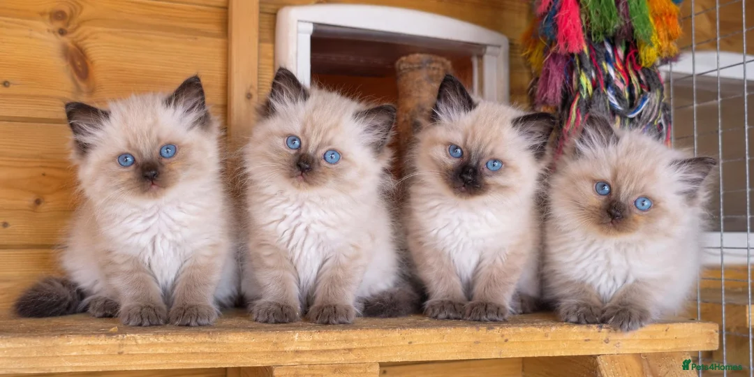 Ragdoll cats for sale: Ragdoll kittens READY NOW - Advert 5