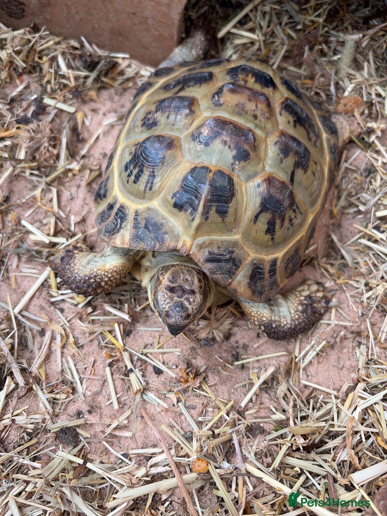 Tortoise reptiles Horsefield tortoise - Advert 2