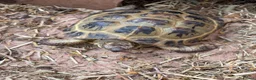 Tortoise reptiles for sale: Horsefield tortoise in Thornhill - Advert 1
