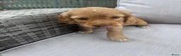 Cocker Spaniel dogs for sale: 2 goldens & 1 black & white cocker spaniel puppies - Advert 31