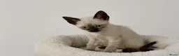 Cornish Rex cats for sale: 🐾 Beautiful Kittens Ready for Reservation 🐾 - Advert 8