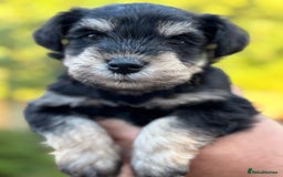 Miniature Schnauzer dogs for sale: Adorable KC registered Miniature Schnauzers - Image 14