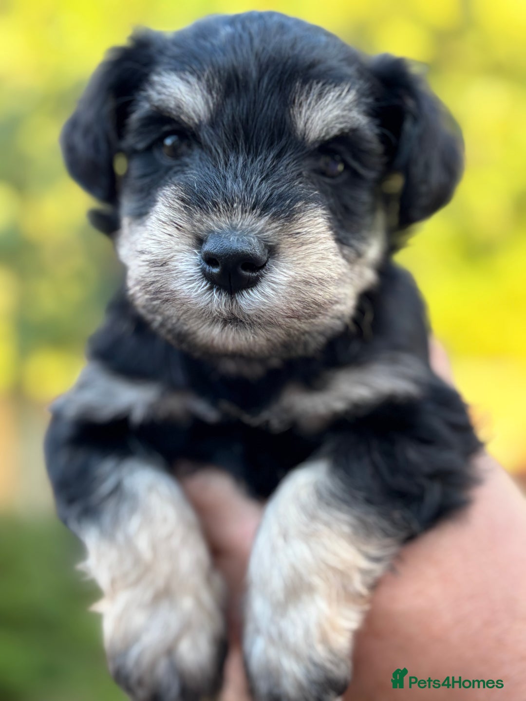 Miniature Schnauzer dogs for sale: Adorable KC registered Miniature Schnauzers - Image 14