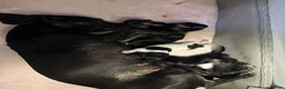 Mixed Breed dogs for sale: Jack Russell Cross Puppies  - Advert 2