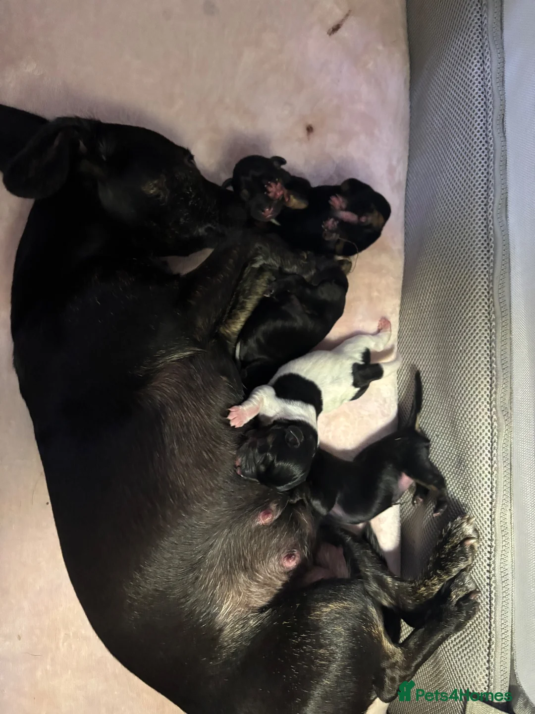 Mixed Breed dogs for sale: Jack Russell Cross Puppies  - Advert 2