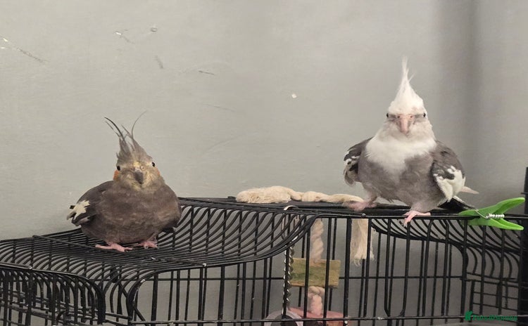 Cockatiels birds - Advert 1