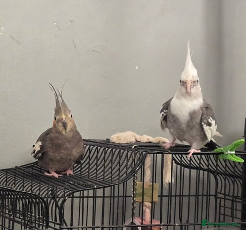 Cockatiels birds - Advert 1