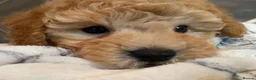 Toy Poodle dogs for sale: Toy poodle puppies  - Advert 12