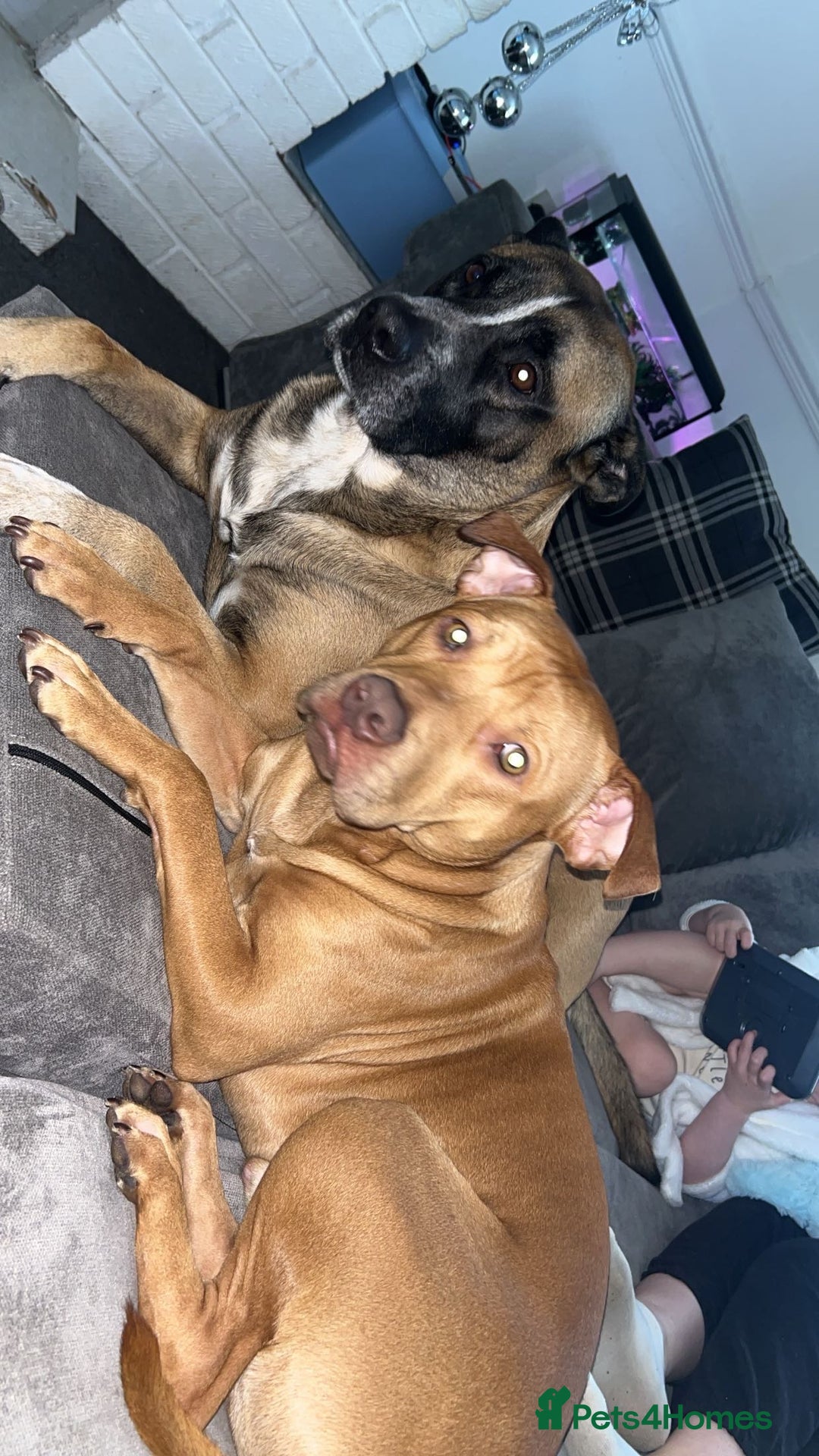 Mixed Breed dogs for sale: Rehoming Rocco  - Advert 4