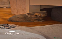 British Shorthair cats for sale: British short-haired kittens GCCF Registered  - Image 5