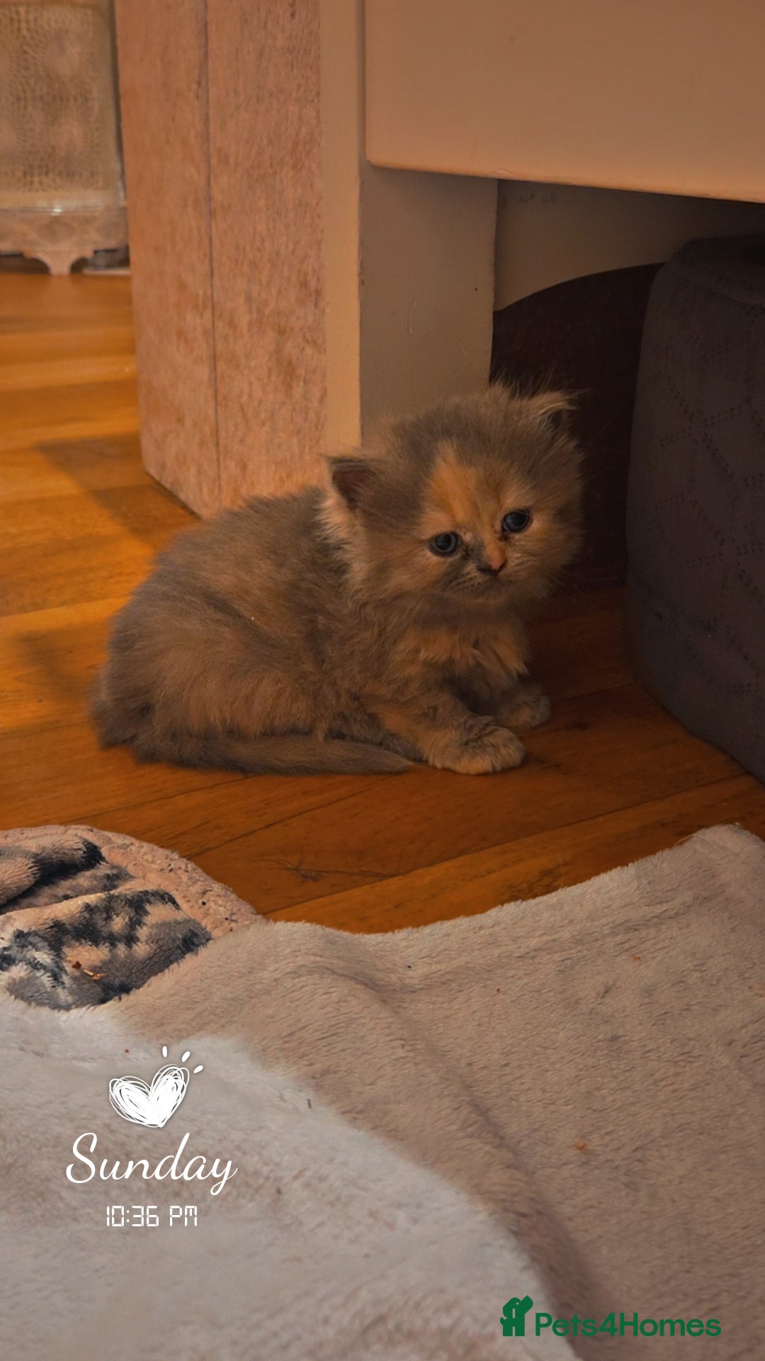 British Shorthair cats for sale: British short-haired kittens GCCF Registered  - Image 5