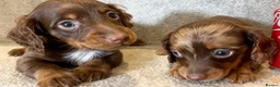 Miniature Dachshund dogs for sale: Mini long haired KC PRA clear health tested baby  - Advert 9