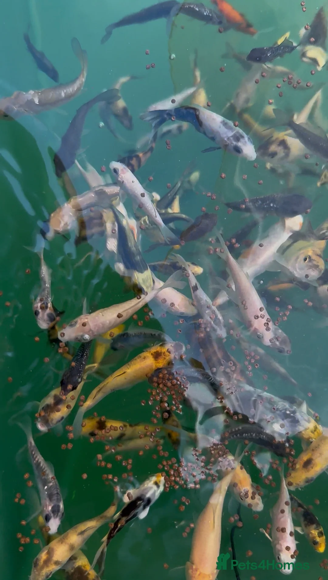 Koi Carp fish for sale: Koi carp in Nottingham - Advert 8