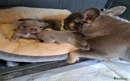 French Bulldog dogs for sale: Lilic frenchie - Image 5