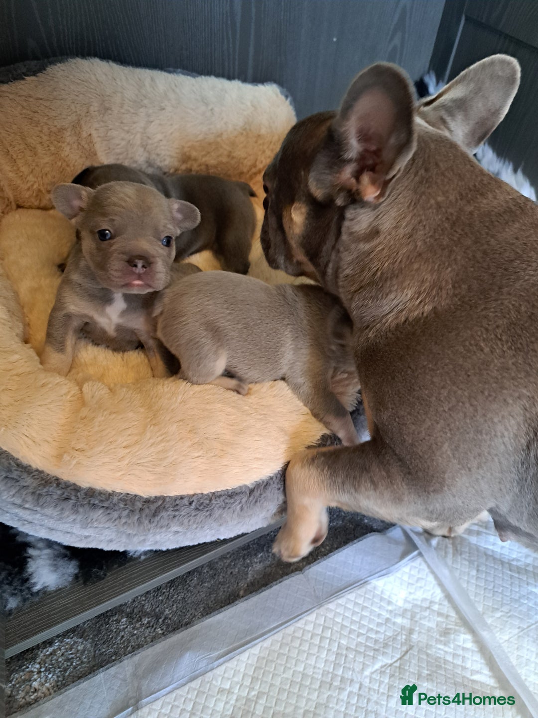 French Bulldog dogs for sale: Lilic frenchie - Image 5