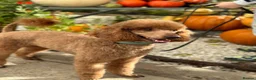 Cavapoo dogs for sale: Stunning Fox Red F1 Cavapoo Puppies H/C  - Advert 8