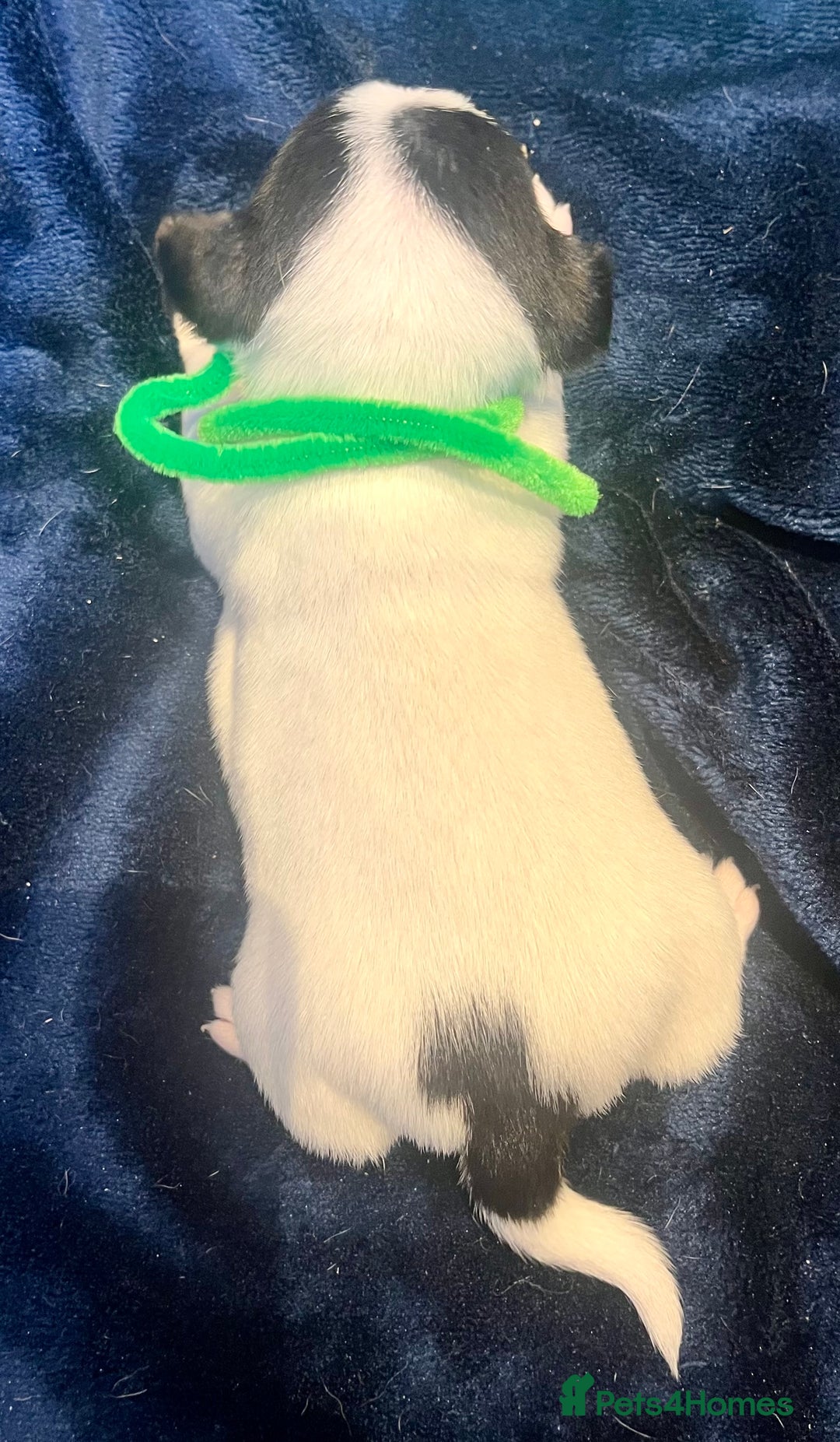 Mixed Breed dogs for sale: First litter of 7 Jack Russel puppies  - Image 14