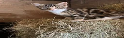 Mixed Breed cats for sale: Beautiful kittens for sale. - Advert 6