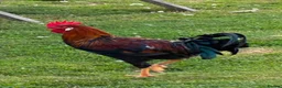 Chickens poultry for sale: Partridge Italian Cockerels for Sale in London - Advert 4