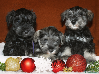 Miniature Schnauzer dogs Charming Mini Schnauzers with KC registration - Advert 5