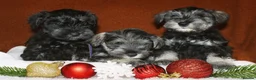 Miniature Schnauzer dogs for sale: Charming Mini Schnauzers with KC registration - Advert 30