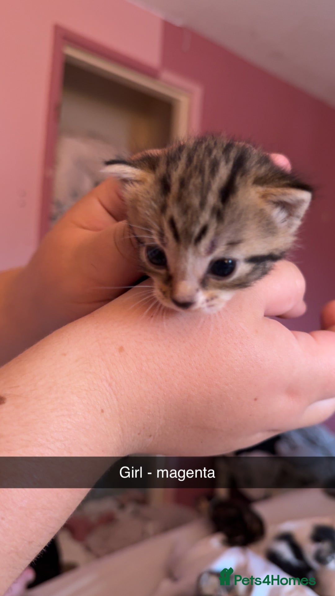 British Longhair cats for sale: Beautiful kittens  - Image 7