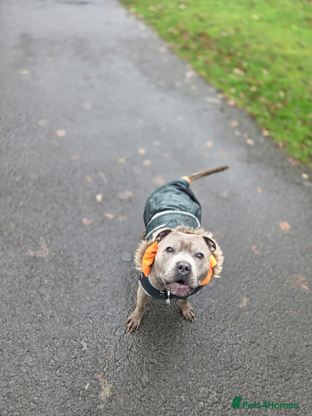 Staffordshire Bull Terrier dogs for stud: KC reg Blue brindle Staffordshire bull terrier  in Glasgow - Advert 4