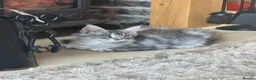 Maine Coon cats for sale: Stunning kittens - Advert 6