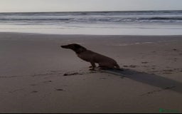Labrador Retriever dogs for sale: Red Fox Labrador Puppies–Ready from 26th September - Image 21