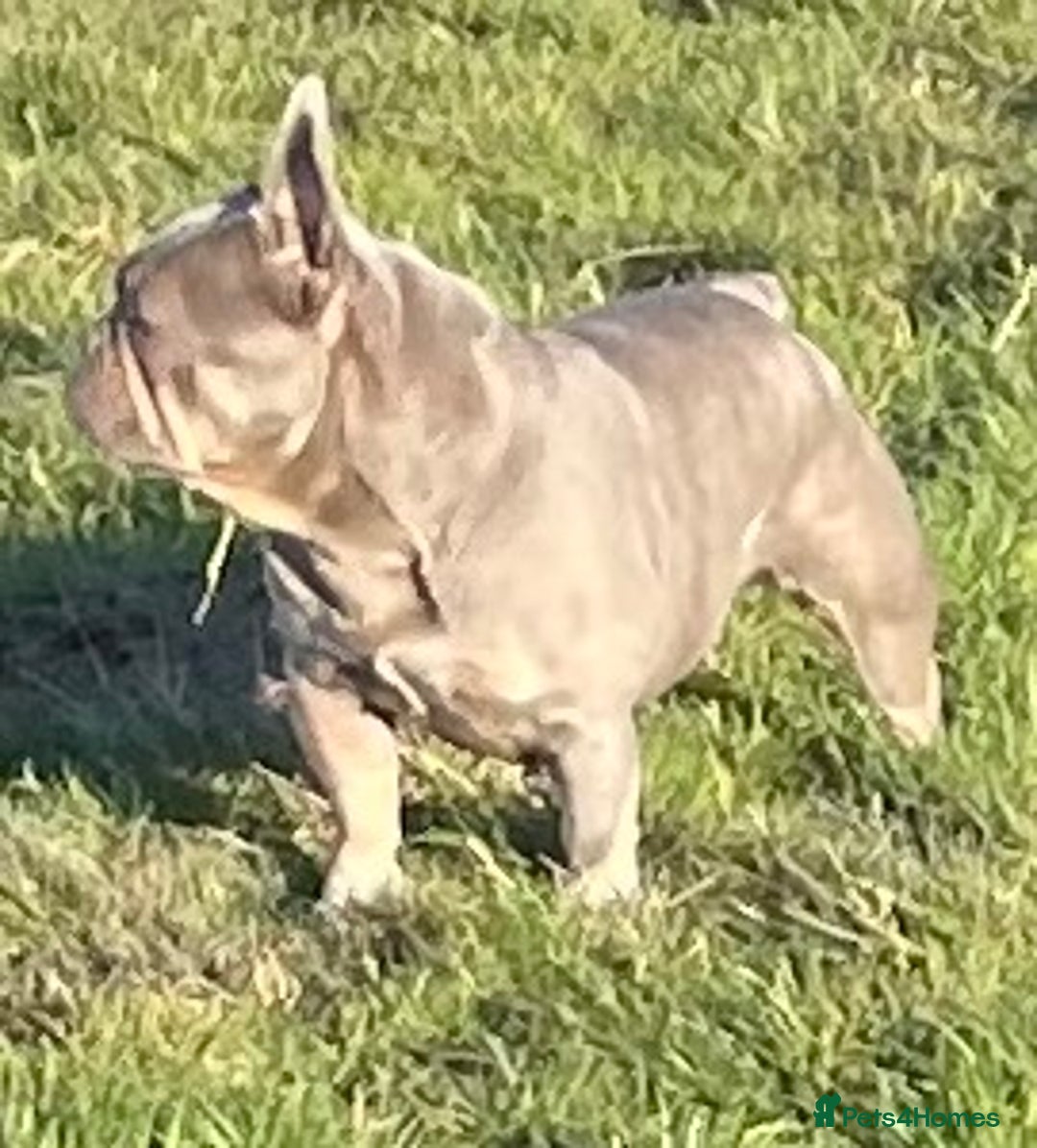 French Bulldog dogs for sale: KC REGISTERED HEALTH TESTED FRENCH BULLDOGS  - Advert 5