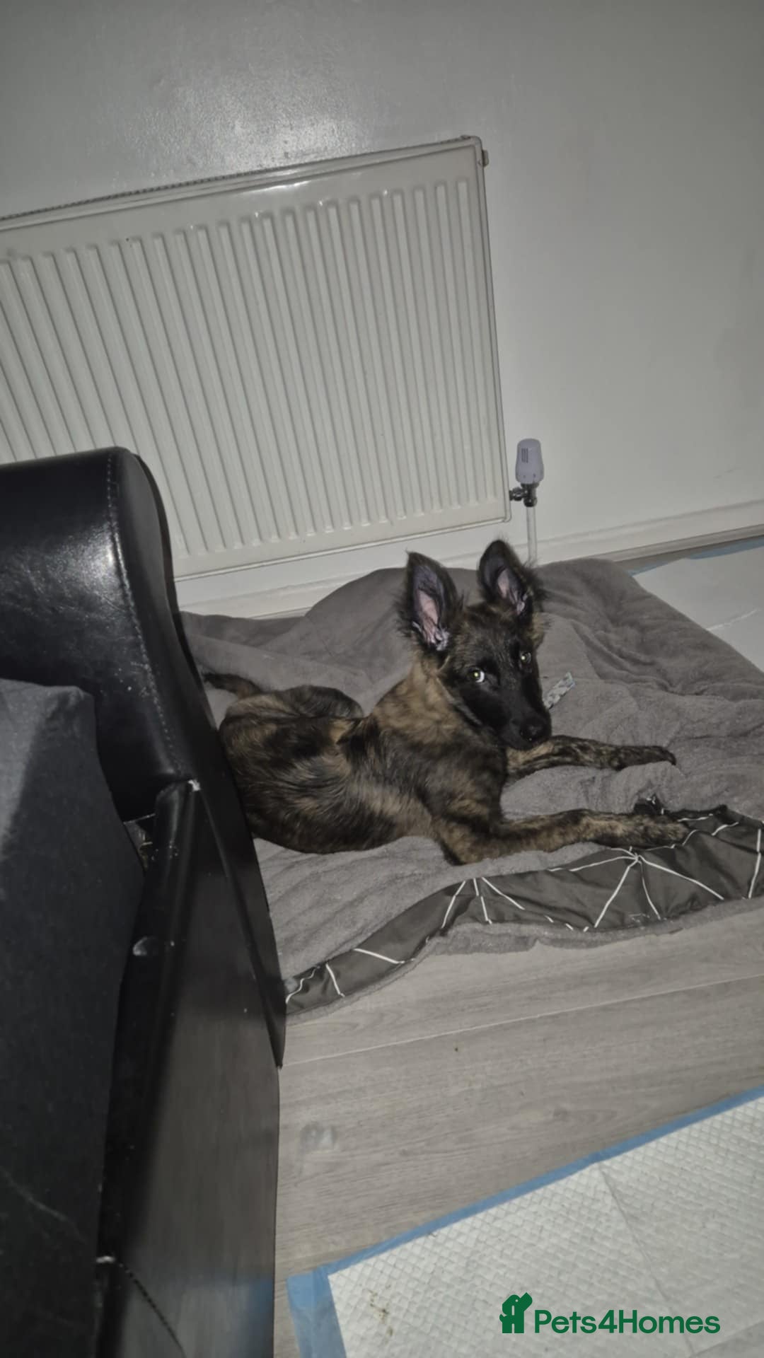 Belgian Shepherd Dog dogs for sale: Male Dutch sheperd - Image 6
