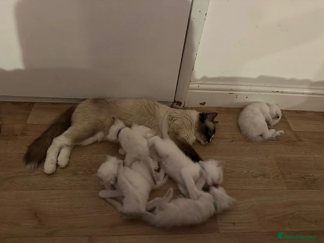 Ragdoll cats for sale: Queen Ragdoll for sale - Advert 9