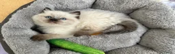 Ragdoll cats for sale: Ethically-raised GCCF seal colourpoint ragdoll   - Advert 3