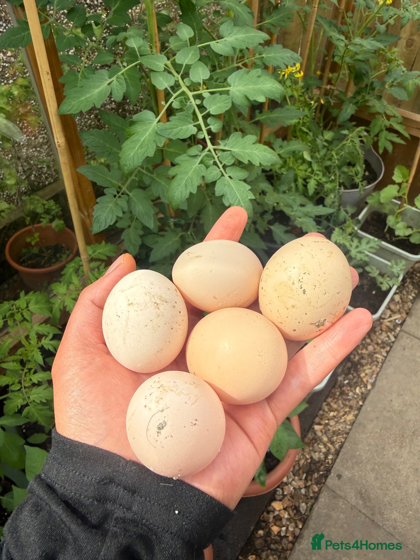 Chickens poultry Hatching eggs Pekin bantam & silkie  - Advert 10