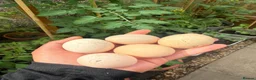 Chickens poultry for sale: Hatching eggs Pekin bantam & silkie  - Advert 1