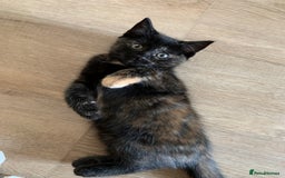 Mixed Breed cats for sale: Two girls and a boy Kuril bobtail mix - Image 29