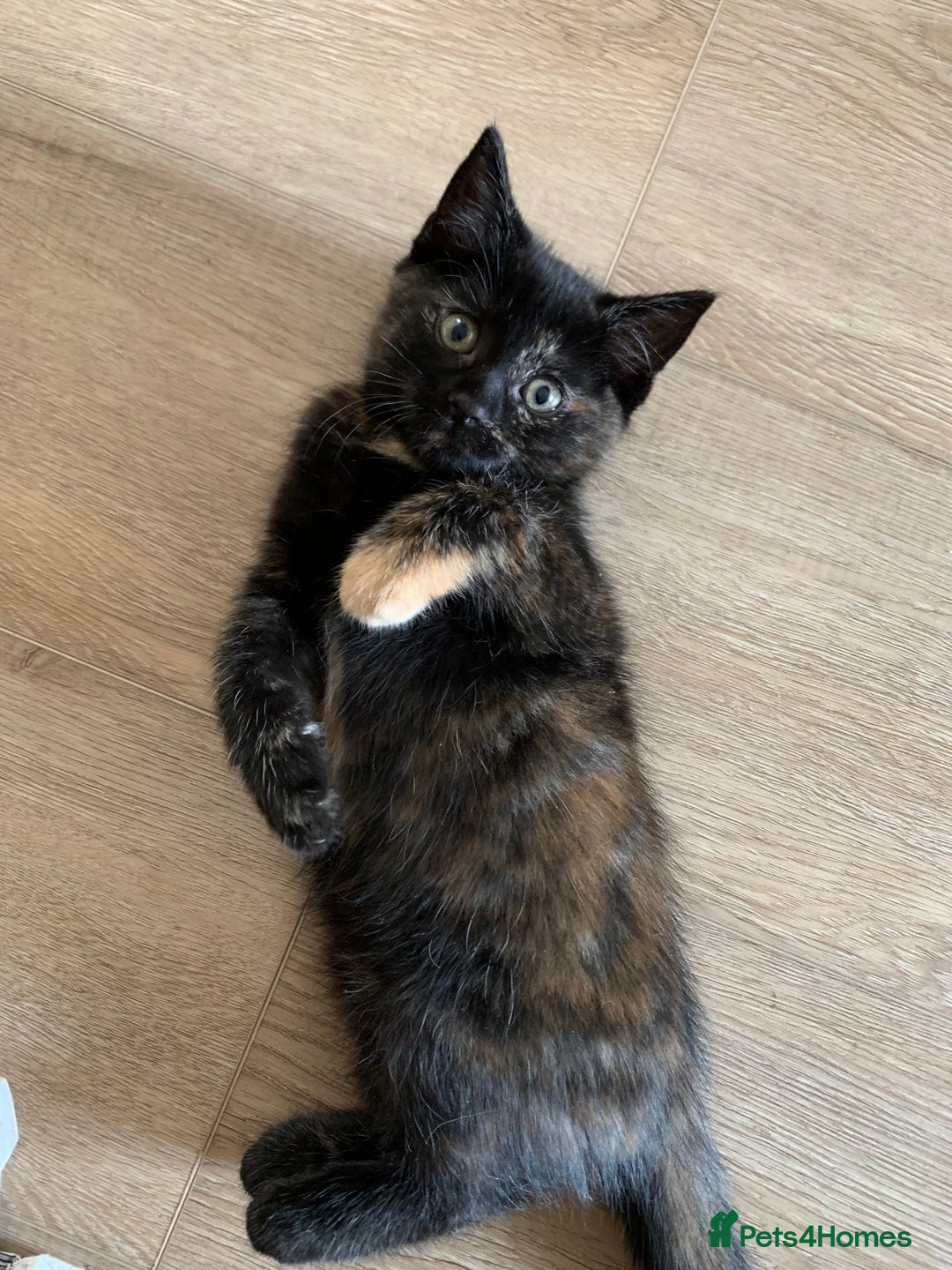 Mixed Breed cats for sale: Two girls and a boy Kuril bobtail mix - Image 29