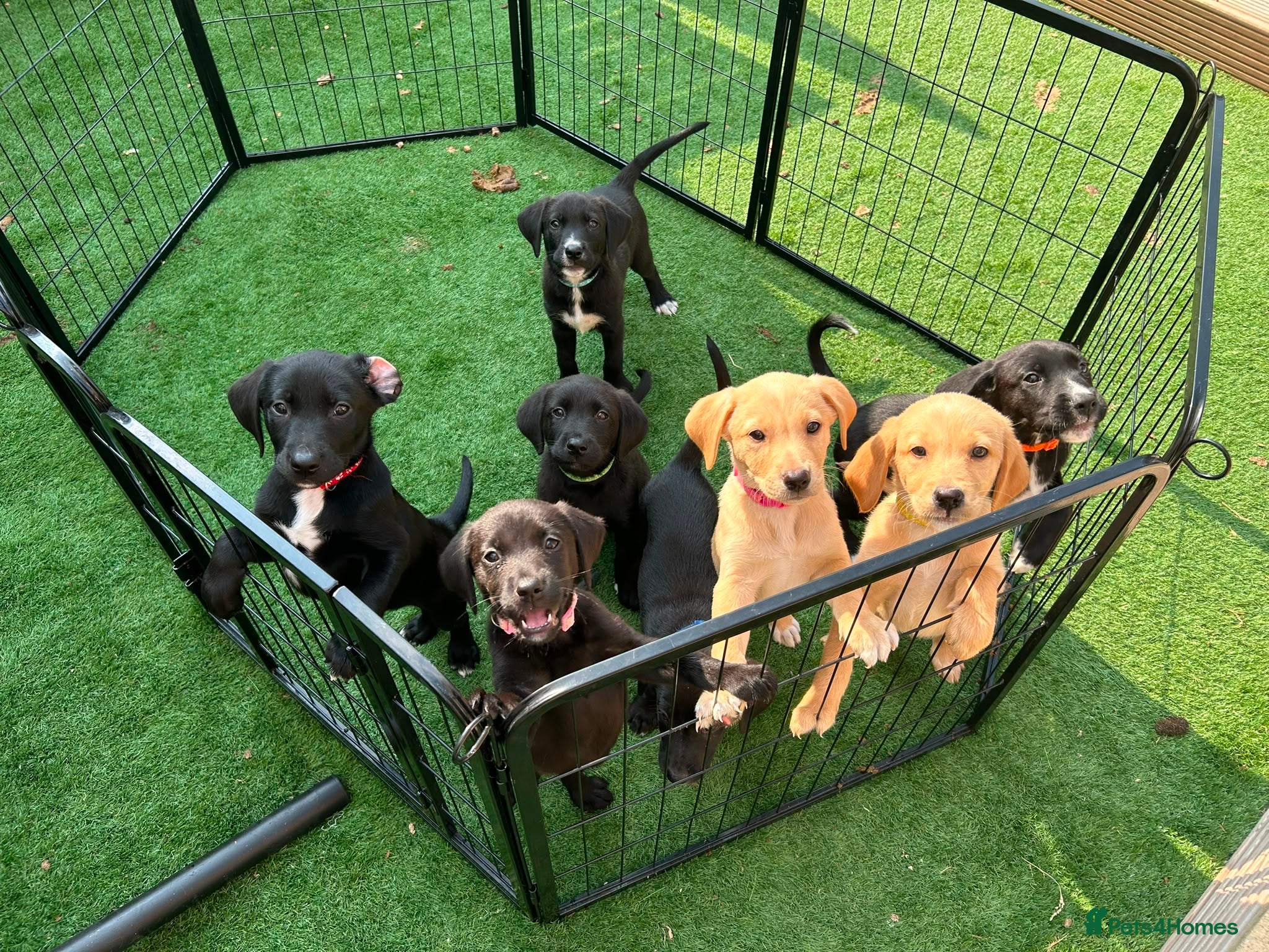 Borador dogs 6 Labrador /Borador Puppies for Sale Boys & Girls - Advert 16