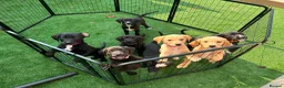 Borador dogs for sale: 6 Labrador /Borador Puppies for Sale Boys & Girls - Advert 1